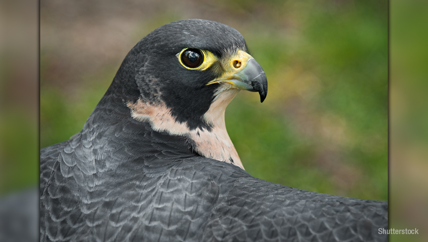 Peregrine Falcon