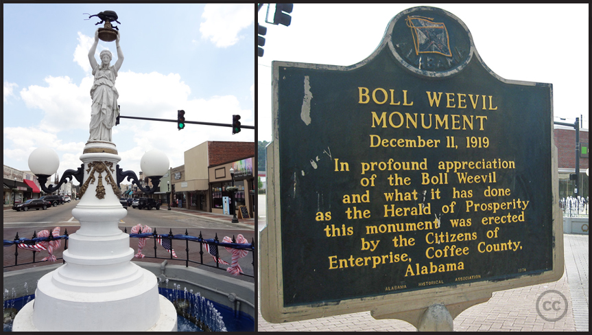 Boll Weevil Monument